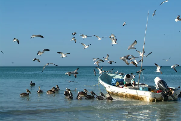 Caribische zee in mexico, boot — Stockfoto