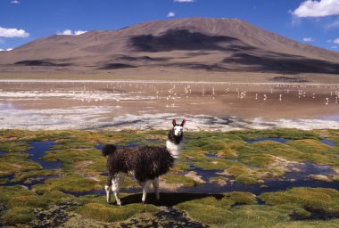 Llamas çimenli Bolivya altiplano ile and volkan Tarih