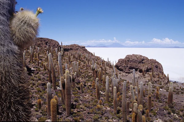 Ilha do Pescado no Parque Nacional de Santa de Ayes, Salar de Uyuni Bolívia — Fotografia de Stock