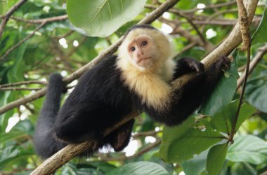 AK capuchin maymunu Hindistan cevizi ağacı, cahuita, Karayipler, Kosta Rika Millî Parkı