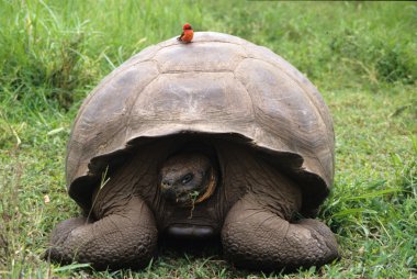 en büyük yaşayan türler Galapagos dev kaplumbağa olduğunu