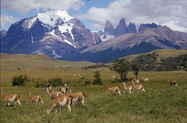 Nationaal park Torres del Paine — Stockfoto