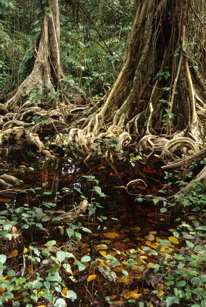 Alberi nel parco nazionale di Cahuita, Caraibi, Costa Rica — Foto Stock
