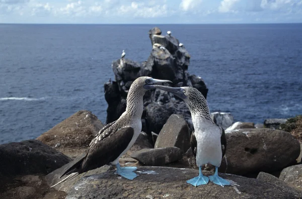 Peitos de pés azuis, ilhas Galápagos, equador — Fotografia de Stock