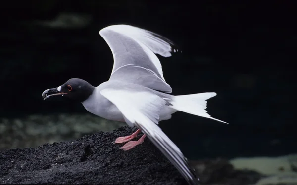 Swallow-tailed gull, Galapagos endemic and the world's only nocturnal seagull — Stock Photo, Image