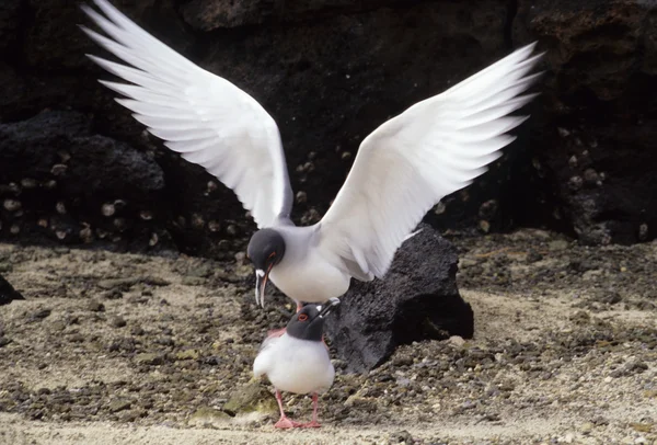 ブリーチズ カモメ、ガラパゴス特有および世界のだけ夜間シーガル — ストック写真