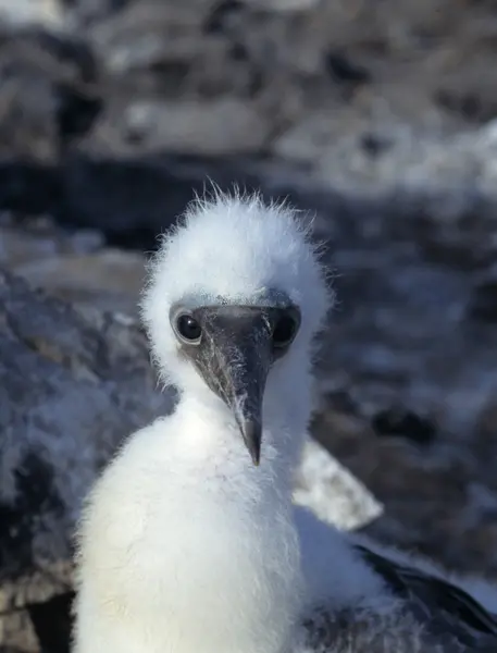 Gaivota-de-cauda-engolida, endémica de Galápagos e única gaivota noturna do mundo — Fotografia de Stock