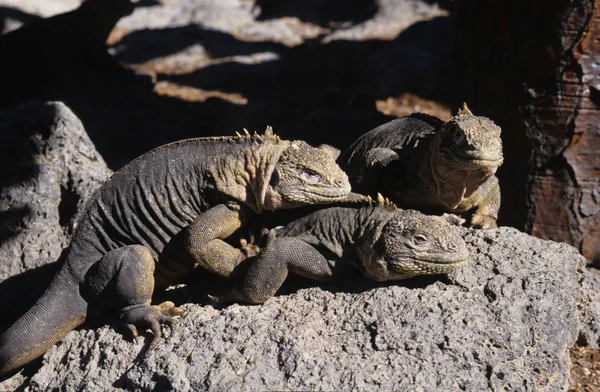Retrato de iguanas del rinoceronte jóvenes —  Fotos de Stock