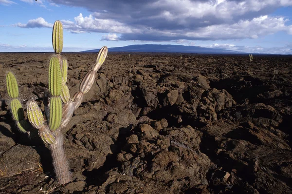 Cactus in ecuador, galapagos eiland — Stockfoto