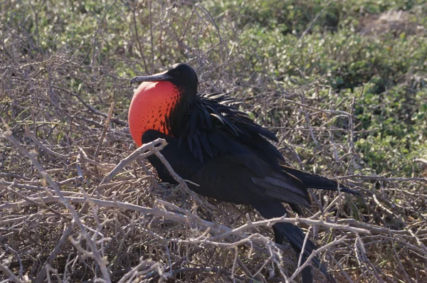 Männchen, Zuchtkolonie Nordseymour, Galapagos — Stockfoto