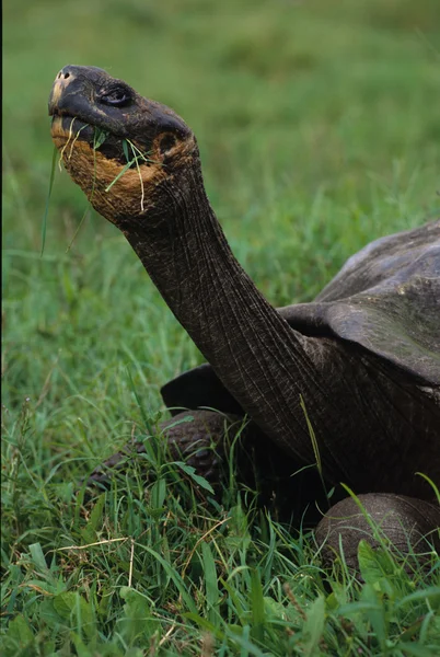 Galápagos tortuga gigante es la especie viva más grande — Foto de Stock