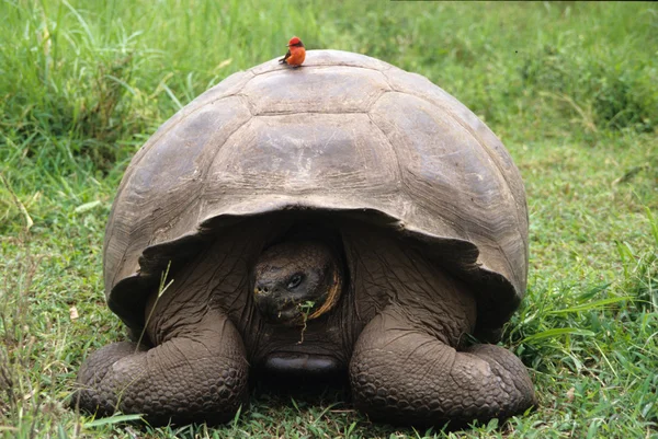 Galápagos tortuga gigante es la especie viva más grande — Foto de Stock