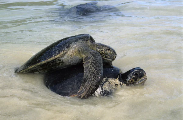 La tartaruga gigante delle Galapagos è la specie vivente più grande — Foto Stock