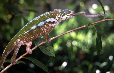 Ağaçtaki bukalemun