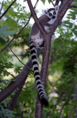 ring-tailed bir lemur bir ağaç gövdesinde oturuyor