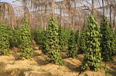 biber Bahçe phu quoc Adası - vietnam