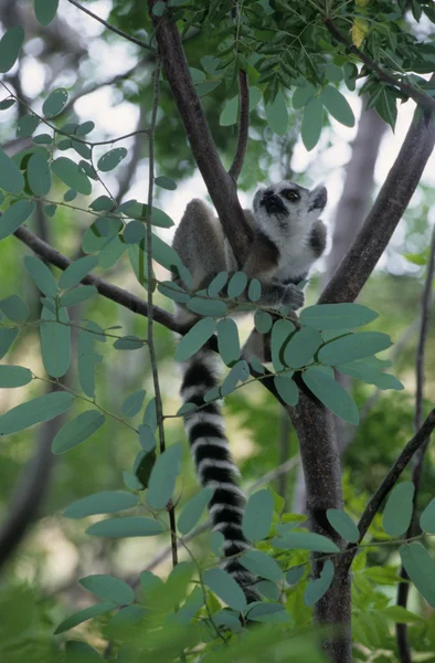 A ring-tailed lemur is sitting on a tree trunk — Stock Photo, Image