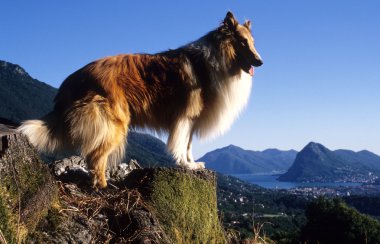 Collie standing at the lugano, Gulf of Luga clipart