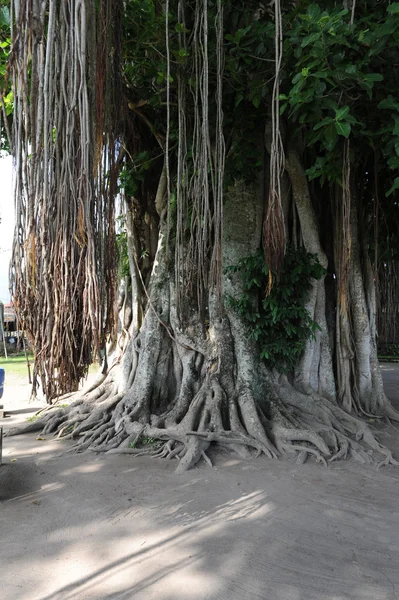 Oude bomen — Stockfoto