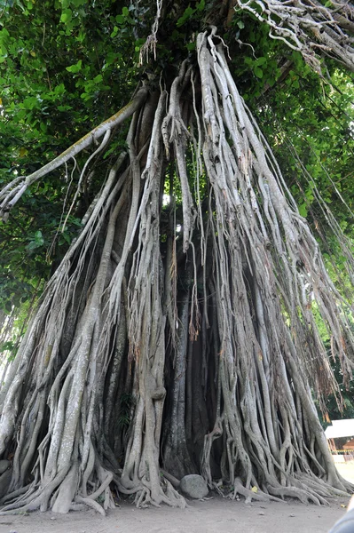 Gran árbol viejo — Foto de Stock