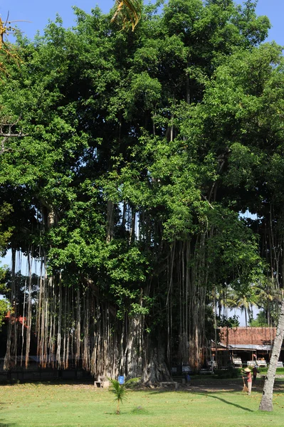 큰 오래 된 나무 — 스톡 사진