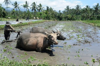 Çiftçi ile Bali Adası, Endonezya iki öküzler tarlayı