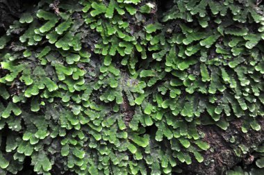 arka plan için bitki