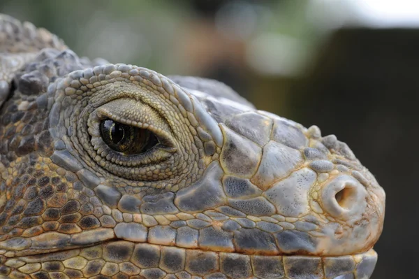 Cabeza de iguana — Foto de Stock