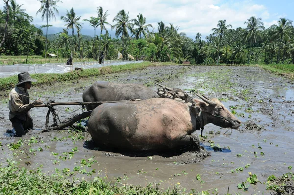 Agricultor arando un campo con dos bueyes en la isla de Bali, Indonesia — Foto de Stock