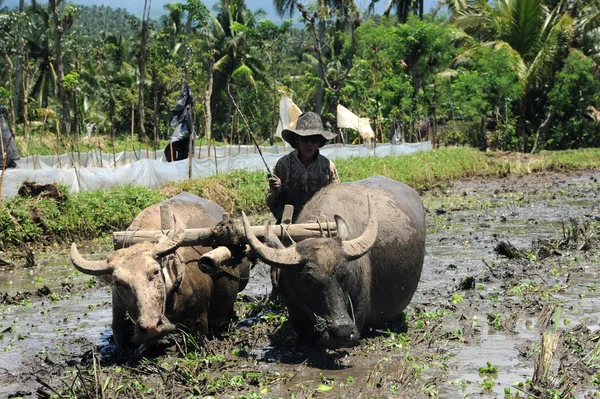 Agricultor arando un campo con dos bueyes en la isla de Bali, Indonesia — Foto de Stock