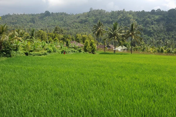 Campo de arroz en Bali, Indonesia — Foto de Stock