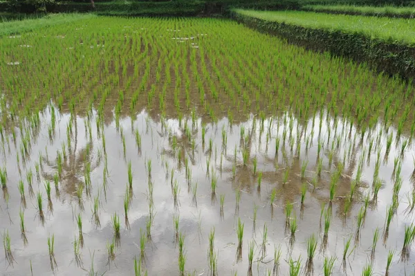 在印尼峇里岛稻田 — 图库照片