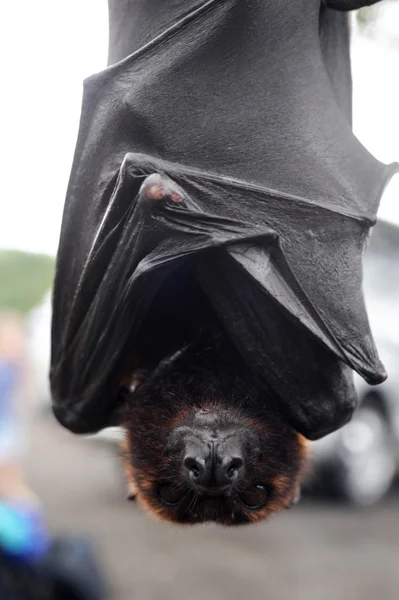 Pipistrello Pteropus giganteus all'isola di Bali, Indonesia — Foto Stock