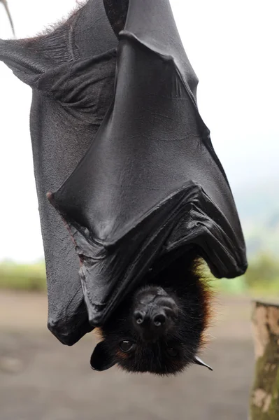 Bat Pteropus giganteus at the island of Bali, Indonesia — Stock Photo, Image