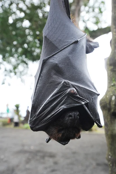 Pipistrello Pteropus giganteus all'isola di Bali, Indonesia — Foto Stock