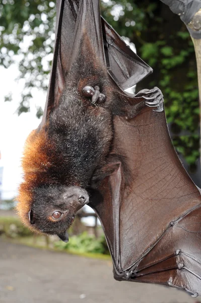 Bat pteropus giganteus na ostrově bali, Indonésie — Stock fotografie