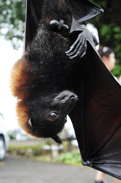 Bat Pteropus giganteus na ilha de Bali, Indonésia — Fotografia de Stock