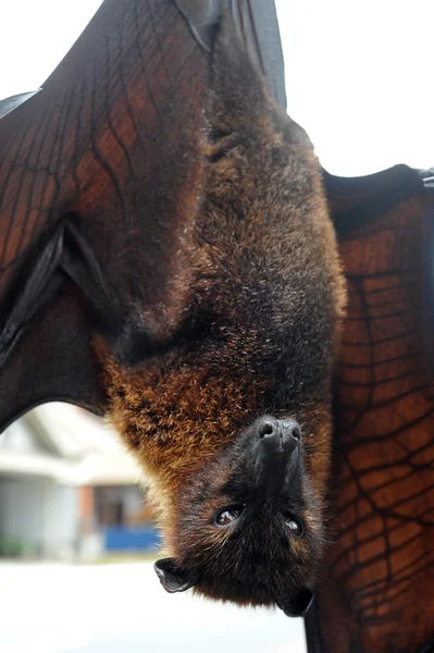 Bat Pteropus giganteus na ilha de Bali, Indonésia — Fotografia de Stock