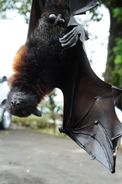 Bat Pteropus giganteus na ilha de Bali, Indonésia — Fotografia de Stock