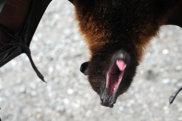 Bat Pteropus giganteus at the island of Bali, Indonesia — Stock Photo, Image