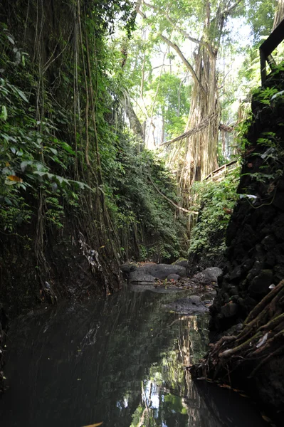 Jungle in Bali, Indonésia — Fotografia de Stock