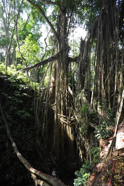 Dschungel in Bali, Indonesien — Stockfoto