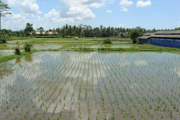 在印尼峇里岛稻田 — 图库照片