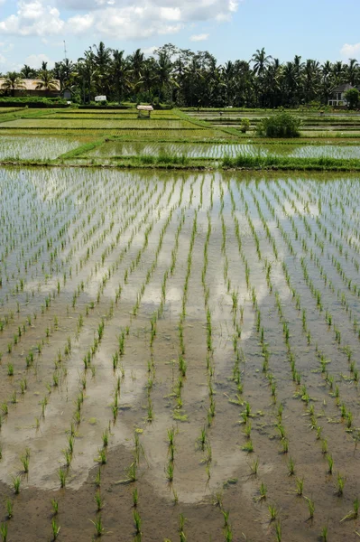 Risfält i bali, Indonesien — Stockfoto