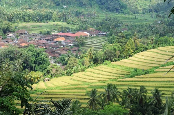 Rice field in Bali, Indonesia — Stock Photo, Image