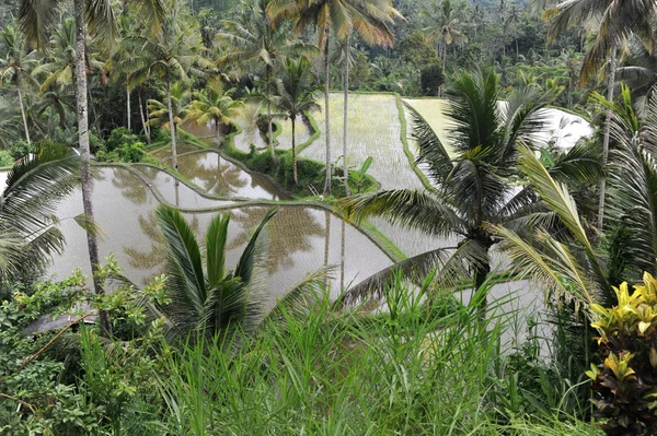 Campo di riso a Bali, Indonesia — Foto Stock