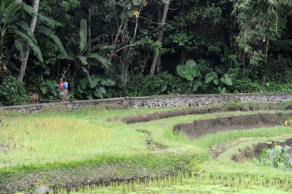 Campo di riso a Bali, Indonesia — Foto Stock