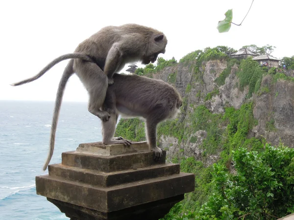 Monkeys at the temple of Uluwatu on the island of Bali, Indonesia — Stock Photo, Image