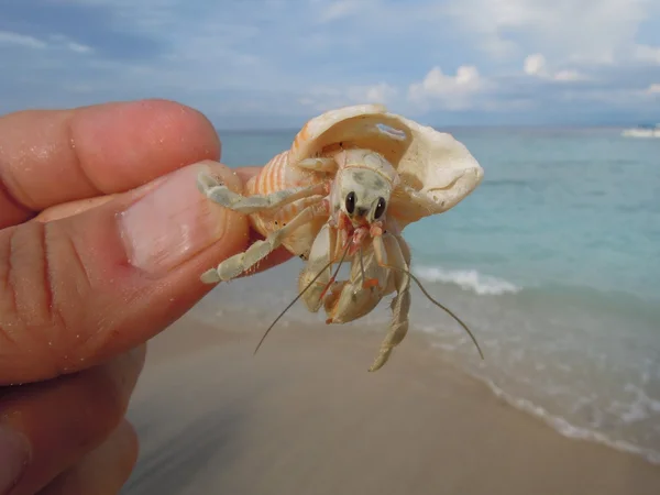 Ermit Crab, Indonésia — Fotografia de Stock