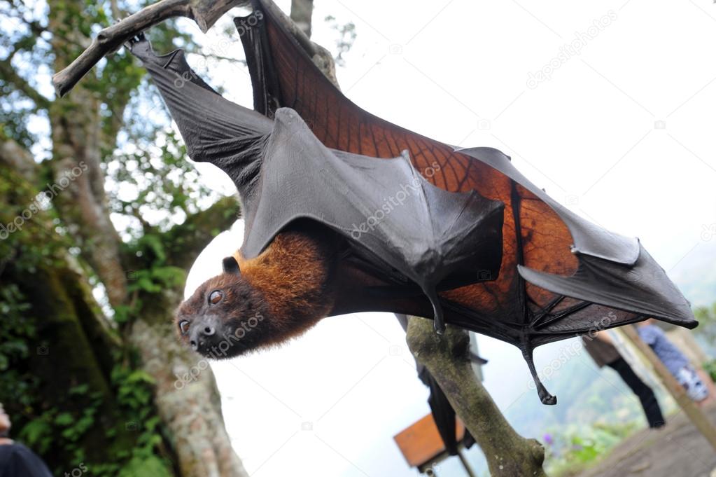 Riesenfledermaus Riesenfledermaus